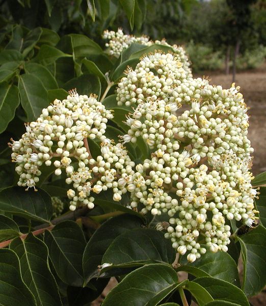 Evodia daniellii